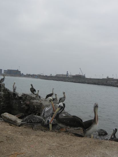 Pelikane am Hafen Iquiques