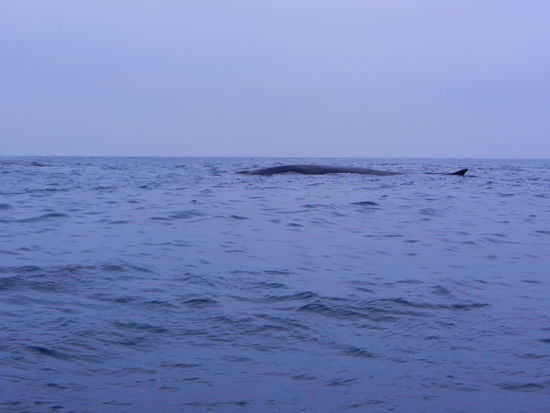 das ist einer der 3 Blauwale- ich kann leider keine Videos laden- haette es euch gern live gezeigt