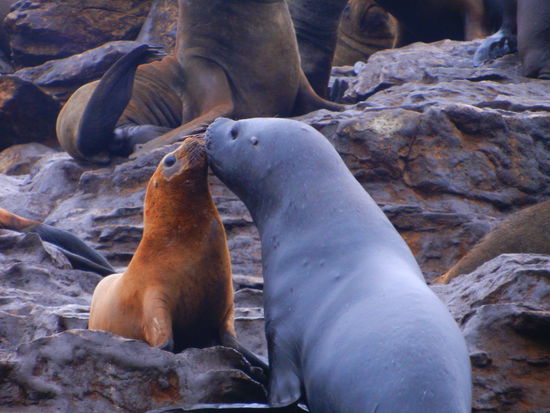 wie gesagt die Chilener sind ein freundliches Volk 