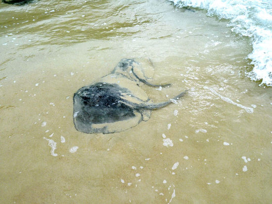 Stachelrochen in der Brandung