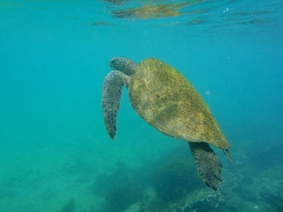 .....auftauchende Schildkröte (zum Luftschnappen)