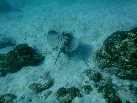 .....kleiner Rochen.....