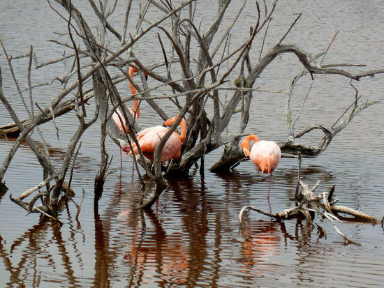 na endlich,...Flamingos