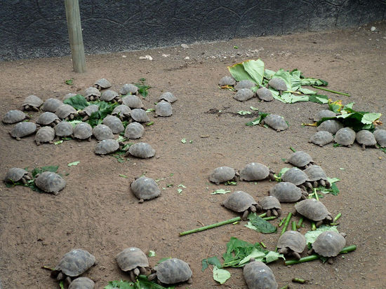 Riesenschildkrötenbabys,....noch gar nicht sooo rießig....