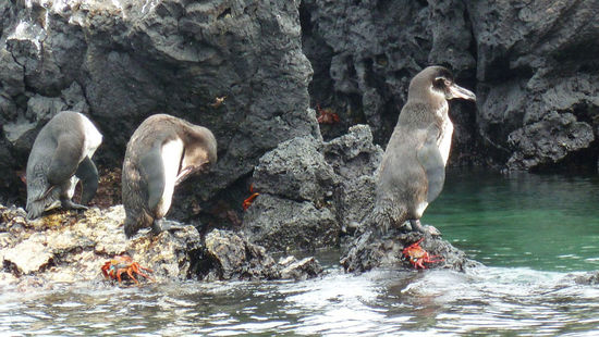 Pinguinkolonie vor Puerto Villamil