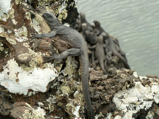 ......kleiner fauler Marine Iguana...