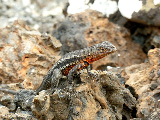 Lava Lizard (Weibchen sind rötlich)