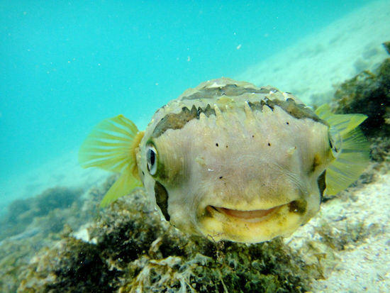 ........wenn ich gaaanz tief einatme und die Luft anhalte seh ich aus wie eine Kugel.....