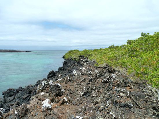 Mangroven zwischen Vulkangestein....