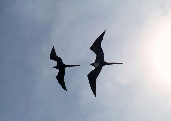 Frigattenvögel über uns