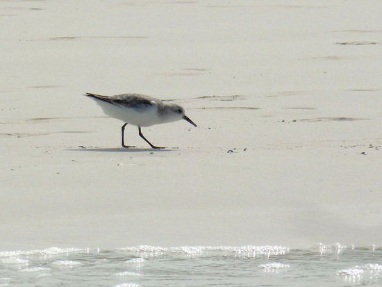 weißer Vogel auf weißem Grund  - auf der Suche nach kleinen Würmern in der Brandung