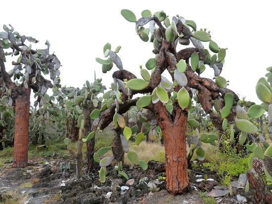kein Baum - kein Katus,.....ein Kakbaum
