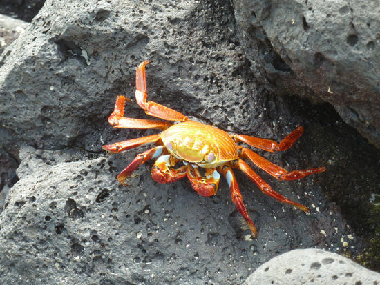 Krabbe (noch mit allen Beinen,....also Jungfrau?)