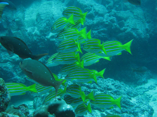 ....hmmm,...gelb gestreifte Fische,......was weiß ich wie die heißen 