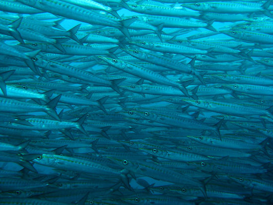 Barracudas