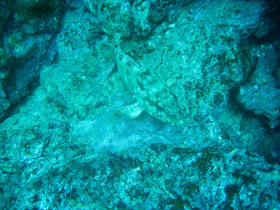 Titel des Gemäldes: "Gefleckter Fisch auf geflecktem Hintergrund"; Fotografie digital; 2011