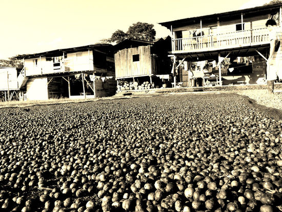 Kaffetrocknen vor'm Haus