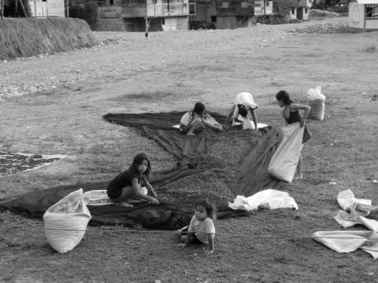 .....und am Abend sammeln die Kinder den getrockneten Kaffe ein und füllen ihn in 50 Litersäcke