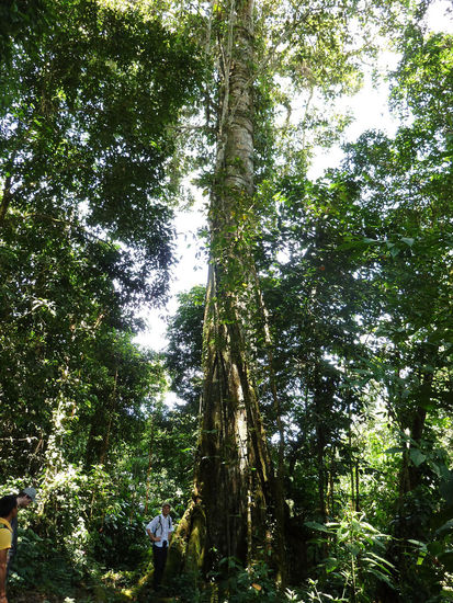 ...der Baum ist richtig alt!