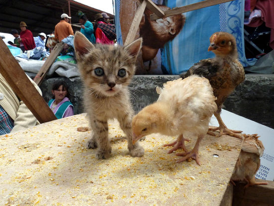 .....Kücken für 3 Dollar,....Katze für 2 Dollar.....
