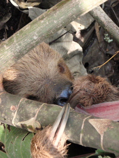 Faultiere sind...???,....ähm?,...faul!...?....hmmm,....mehr gibt es über sie nicht zu berichten 