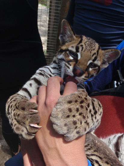 ...."Na Du?,....du bist ja schon eine richtig große Wildkatze...ah guddiguddiguddi..." 