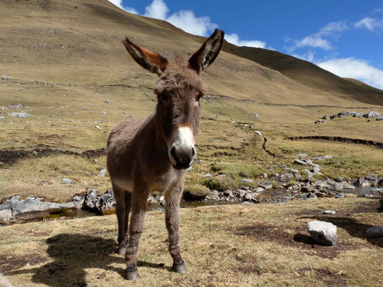 Tag 1:  Transportesel,......leider nicht für unsere Gruppe