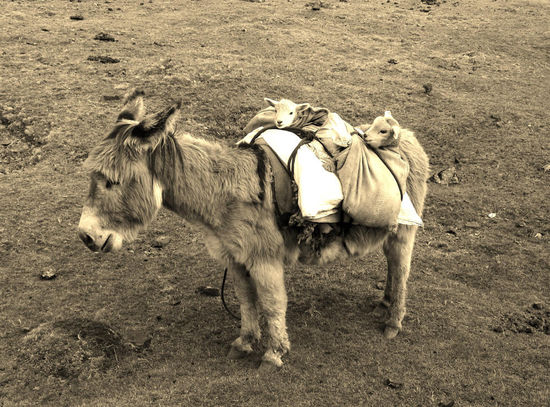 ....man beachte, was dieser Esel transportiert 