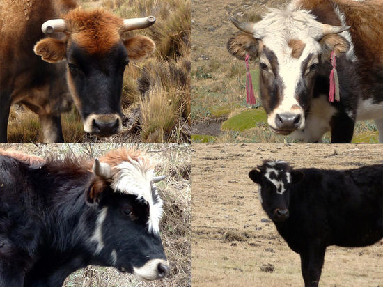 ....die Kühe in den Anden sind irgendwie eigenartig: oben links: Kuh mit russischer Uschanka-Haube, oben rechts: Kuh mit H&amp;M Ohrringen; unten links: Punk-Rock-Kuh (erinnert an Campino von den Toten Hosen,..oder  ); unten Rechts: Rorschach-Kuh