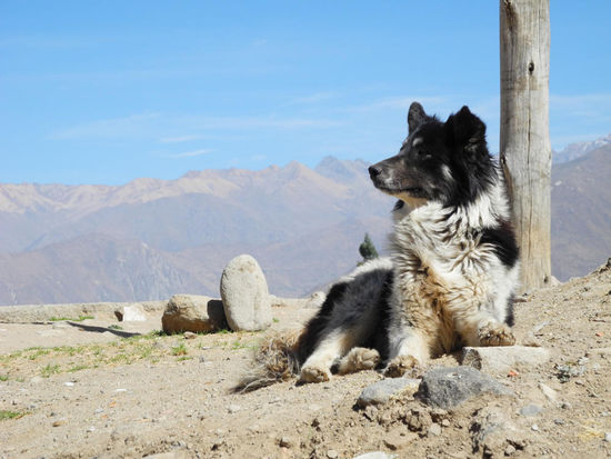 "You, never walk alone...." - Rufus-Wolverine-Buddy