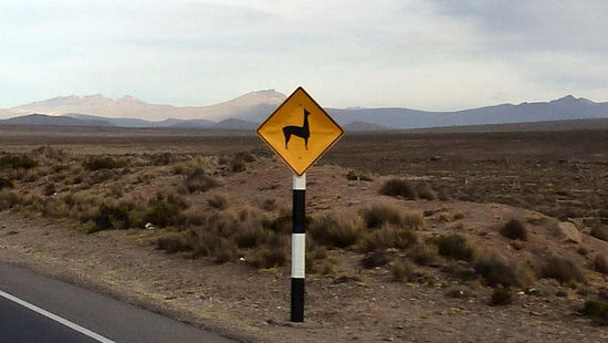 ....Achtung!!!!...... Alpacas, Vicunyas und Llamas