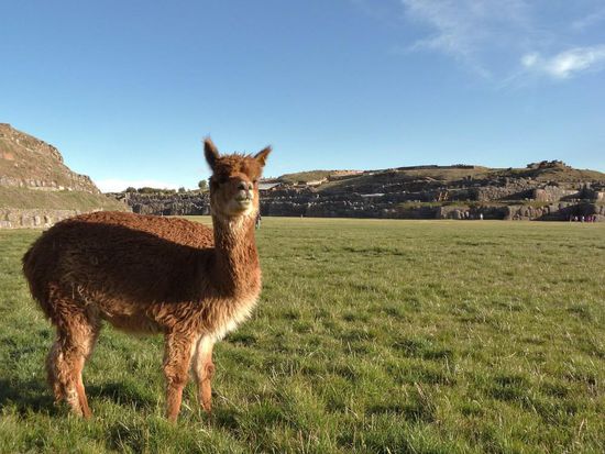 Die Ruinen von Saqsaywama.....oder "Sexy Woman" wie Backpacker den Ort nennen