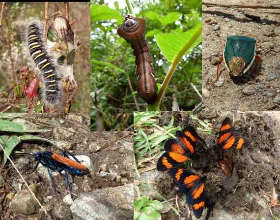 Getierse im Nebelwald,.....Langhaarraupen,...komische Kokoons,... Goldarschkäfer,....blaue Wespe mit orangen Flügeln,....Schmetterlinge auf Eselskot.... 