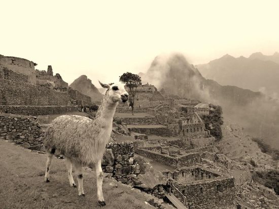 ...die Llamas in Machu Picchu.....