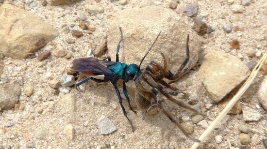 ...blaue Wespe tötet Spinne..... gewisse Genugtuung für mein arachnophobes Gemüt 