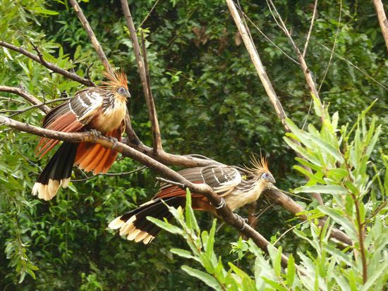 ....diese Vögel schupfen ihr Jungen in den Fluss damit sie schwimmen lernen,....später im Leben hingegen schwimmen sie nie wieder,....das versteh mal einer