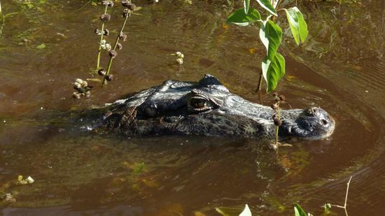 pst!,...nicht bewegen