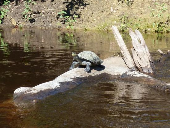 ...von denen wimmelt es hier auch,.... Flussschildkröten