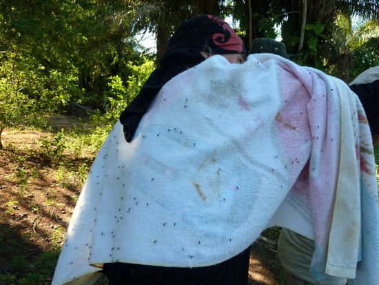 Moskitostiche
Frankreich : Österreich  78  : 3  
...hier im Gebiet mit weniger Moskitos ,...am Fluss wars ärger