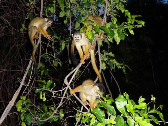 "Ok Männer, Banane gesichtet! Einsatztrupp A,...ihr geht von Rechts vor,...Einsatztrupp B ihr folgt mir über die linke Flanke!"
.....diese Yellow Monkeys sind ja sowas von gerissen