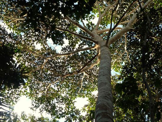 hooooohe Bäume sind im Dschungel nicht selten