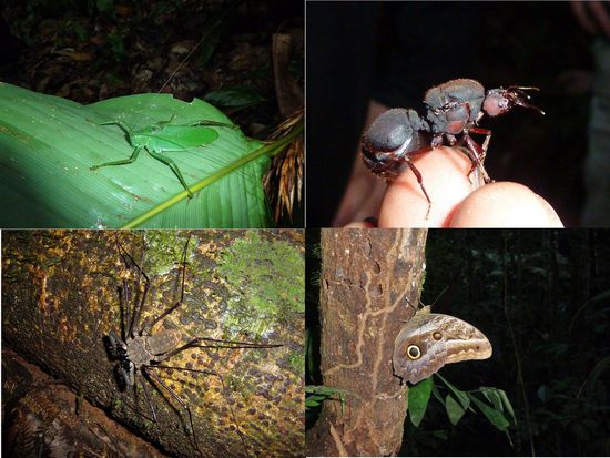 Getierse im Dschungel: 
großer grüner Hü-Hüpf-Heuschreck (harmlos)
Riesenameise (harmlos aber deliziös  )
Krabbenspinne (gefährlich, nicht nur wegen ihrer Krabbenscheren)
Riesenschmetterling (harmlos)