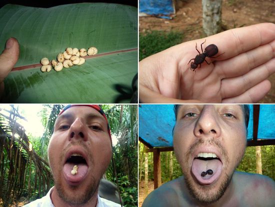 Mahlzeit  ....Maden und Riesenameisen,....hmmm,....schmecken alle irgendwie wie Erdnussbutter