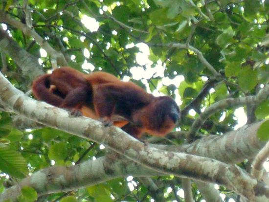 viel Glück gehabt: Howler Monkeys sieht man eher selten, weil sie sehr scheu sind,...Juhuu!