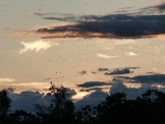 Am Fluss: ,....plötzlich erheben sich hunderte Vögel und fliegen in den Sonnenuntergang...