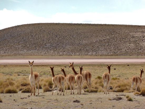 ...und Vicunas