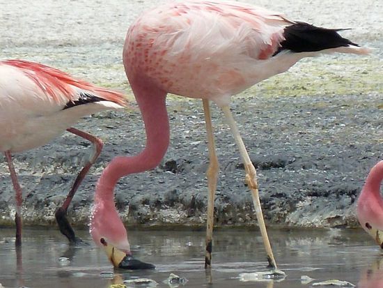 ...und noch einer....