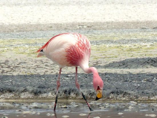 ...uuuund noch einer,....da wimmelt es richtig von den Viechern 