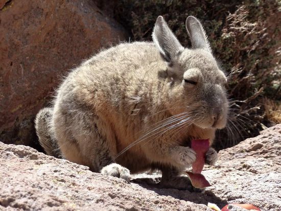 kein Hase!.....eine Unterart der Kangaroos...hmmm,...für mich schauts aus wie ein Karnickel 