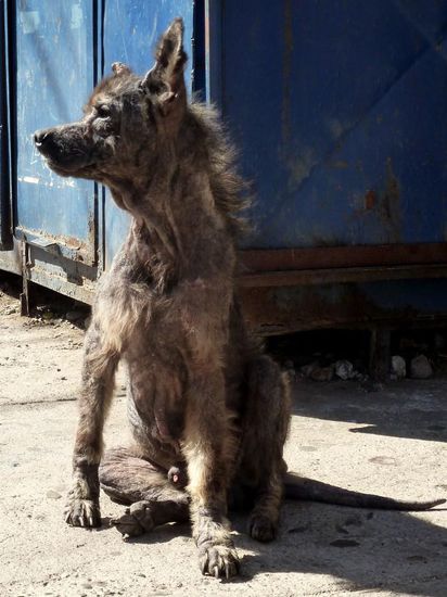und zum Abschluss: der hässlichste Hund von Mittelchile 